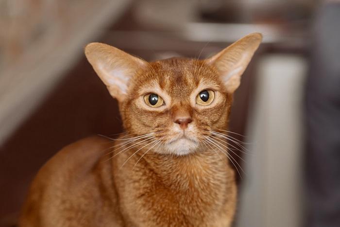 Image of an Abyssinian cat, a breed known for its sleek and ticked coat, sitting alertly and showcasing its striking and agile appearance.