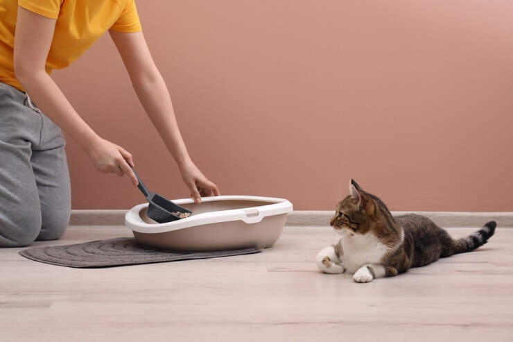 An image depicting a cat in the act of eliminating waste on the floor, rather than in a litter box.