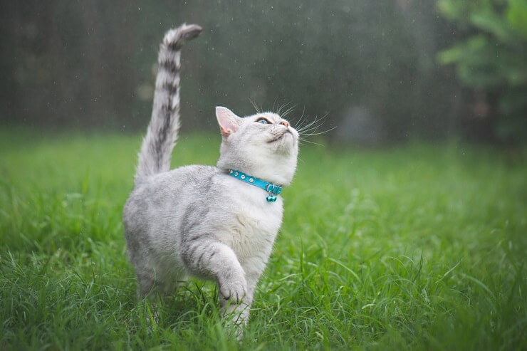 cat walking in a green grass