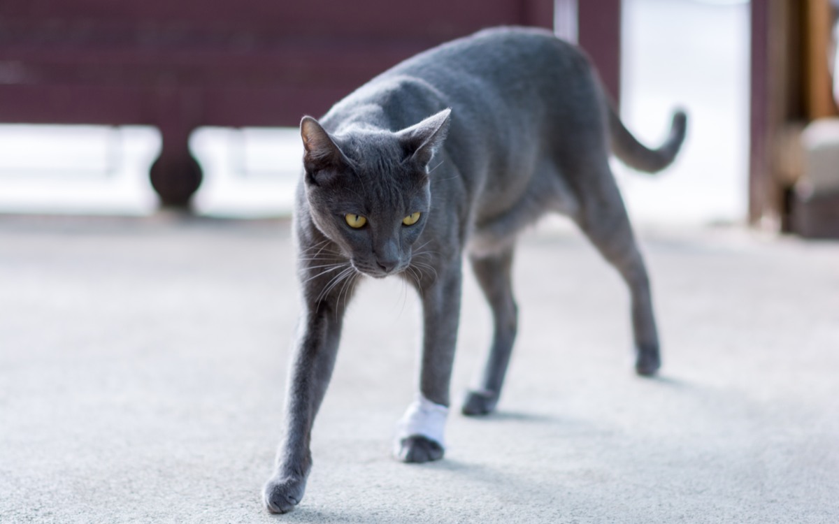 Image illustrating a playful scenario where cats pretend to limp, possibly for sympathy or attention, showcasing their clever and sometimes humorous behaviors.