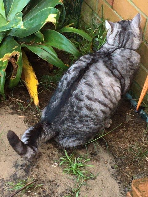 Cat named Jimmy peeing outdoors