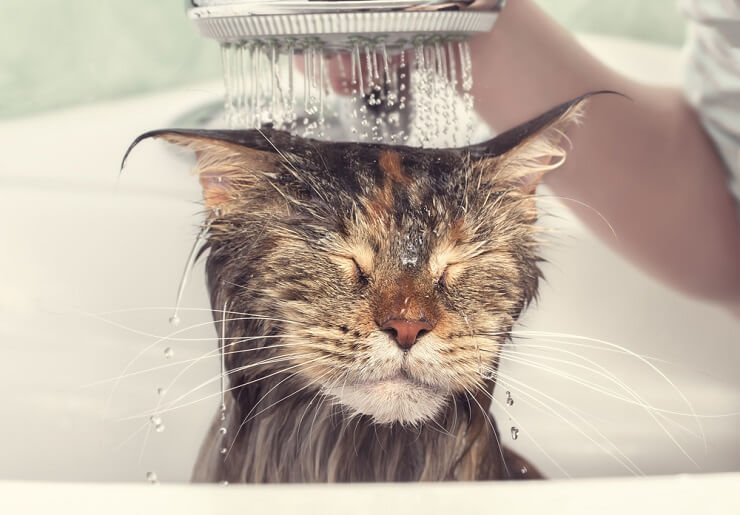 Image of a Maine Coon cat, one of the largest domestic cat breeds, sitting regally and displaying its majestic appearance.