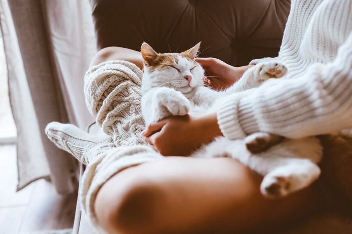 A cat peacefully nestled on a person's legs, finding solace and warmth in the comfortable embrace while asleep.