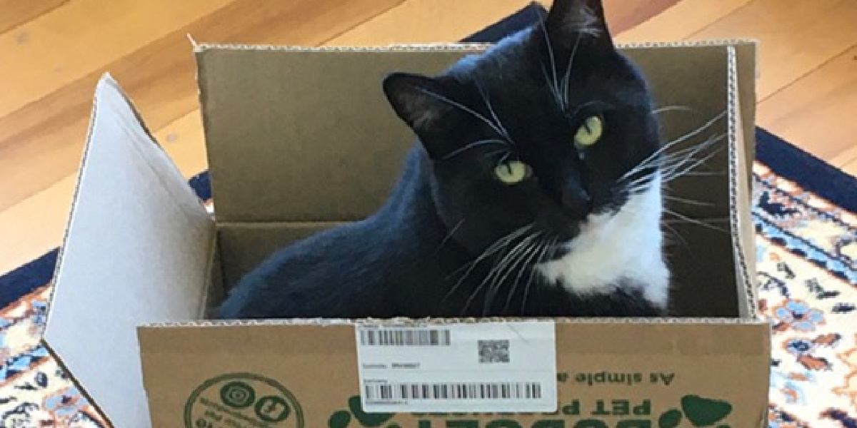 Simba sitting inside a cardboard box