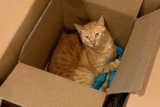 Why Do Cats Like Boxes So Much? Top 8 Reasons