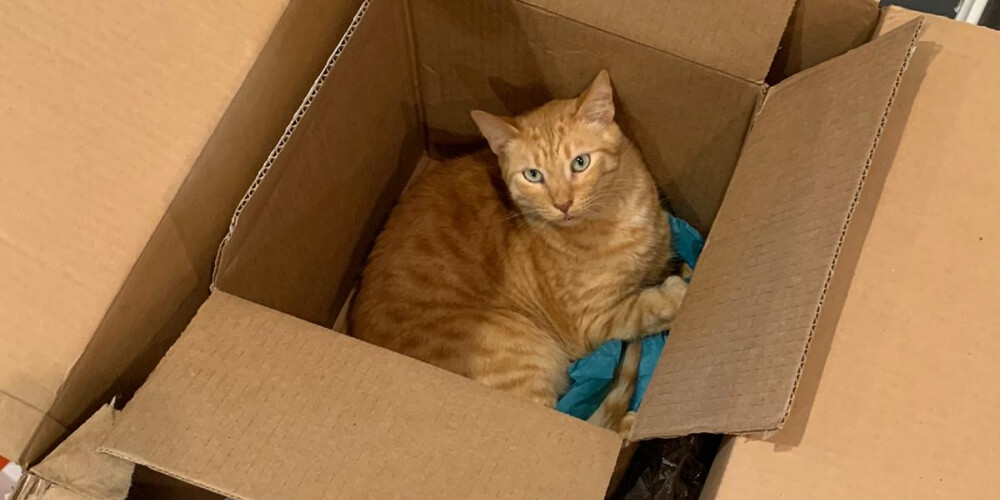 Cat named Solj finding comfort and relaxation inside two stacked cardboard boxes.