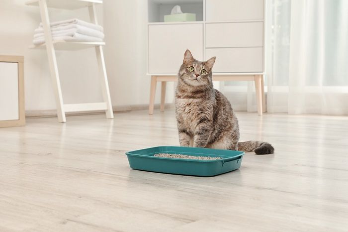 An image depicting a cat standing beside a litter box with a disapproving expression. 