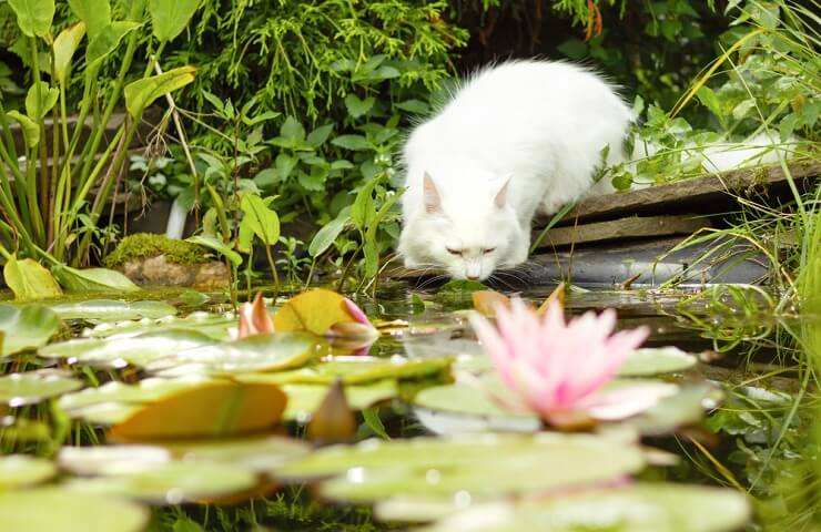 Image of a Turkish Angora cat, known for its long, silky coat and elegant appearance, sitting gracefully and exuding an air of charm and beauty.