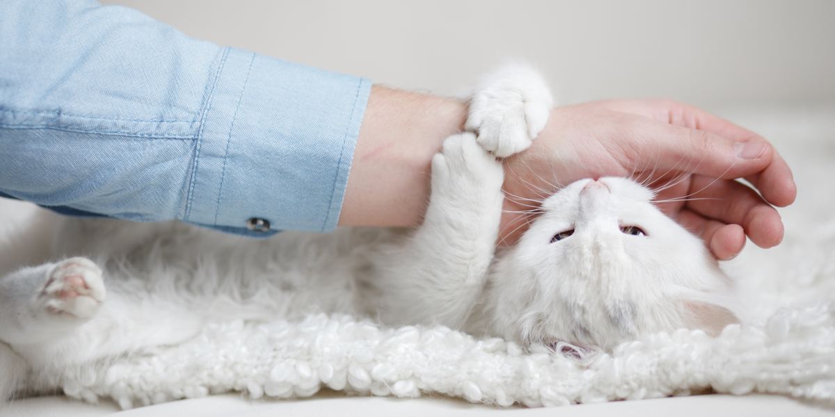 Image illustrating the behavior of a cat licking a person followed by a gentle bite, highlighting the complex nature of feline communication and interactions.