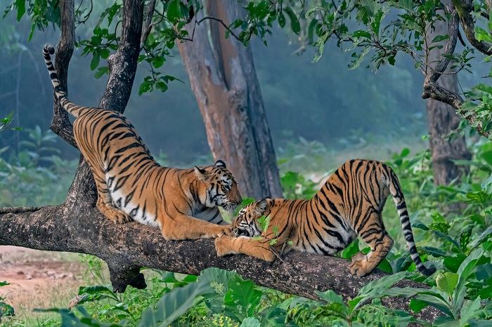 Captivating image featuring a group of diverse big cats, illustrating their powerful presence and unique characteristics, showcasing the wonder of the animal kingdom.