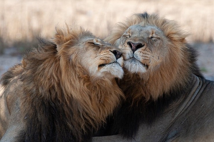 Inspiring image showcasing a collection of majestic big cats in their natural habitats, evoking awe and admiration for these magnificent creatures.