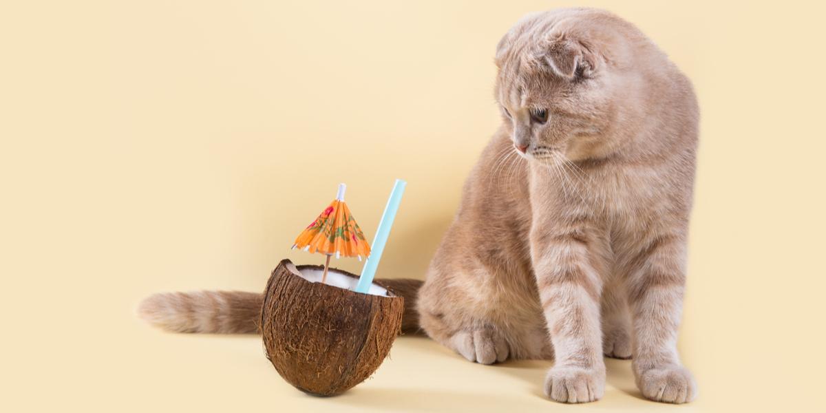 Image featuring a cat interacting with a coconut.