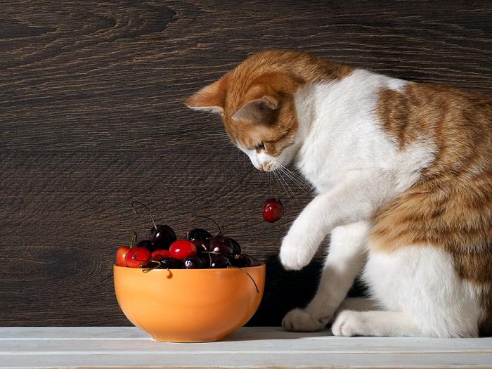 Image showcasing a cat with a cherry, highlighting a feline's curious interaction with human food