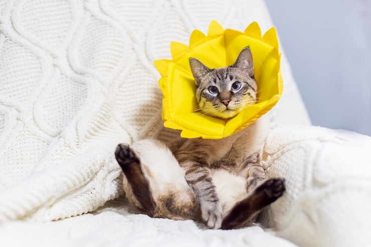 A cat with a fashionable collar featuring an eye-catching design.