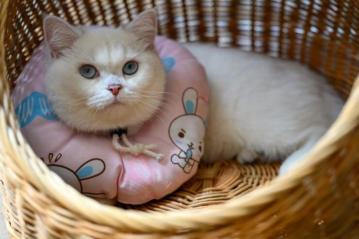 A cat showcasing a collar as a stylish accessory.