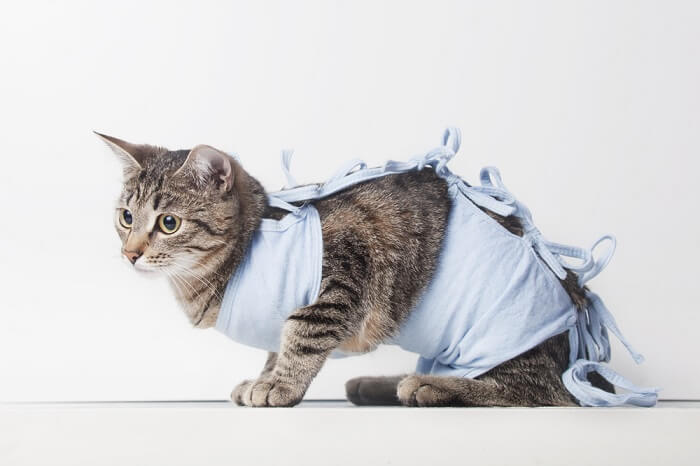 A cat wearing clothing or apparel, displaying a fashionable and adorable outfit.