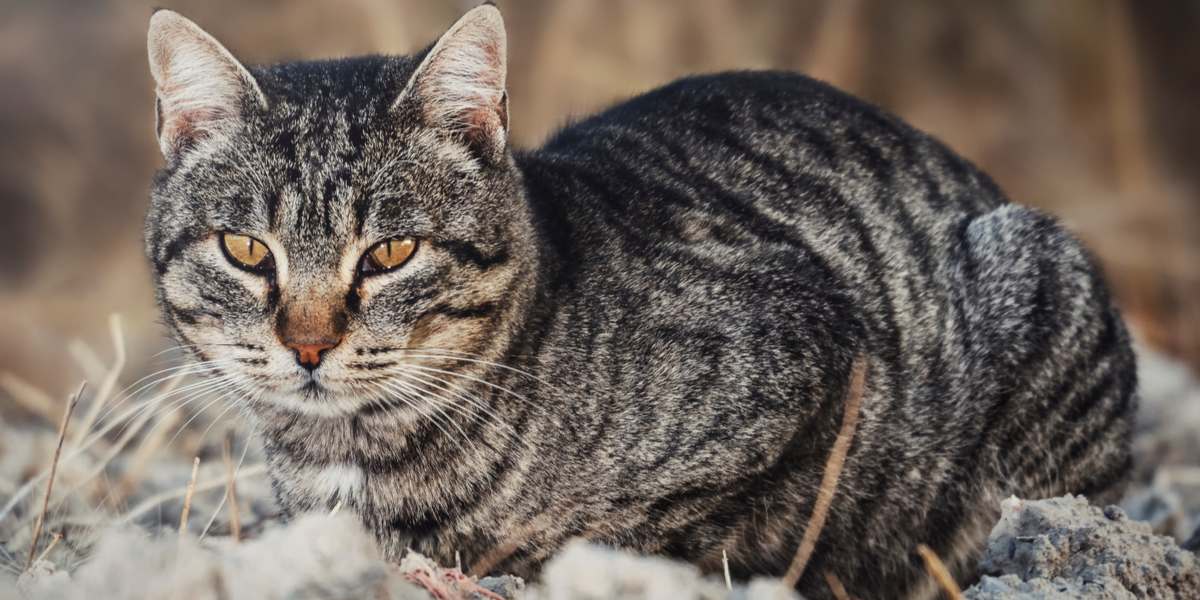 An image of a curious cat exploring a dirt-filled environment, displaying its natural inquisitiveness and playful nature.