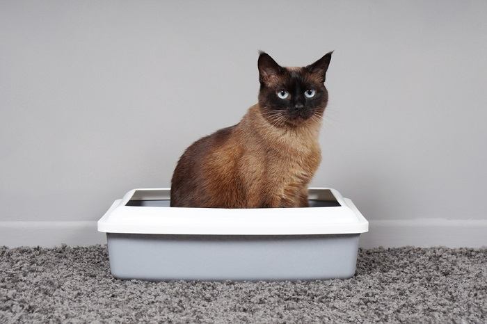 Cat inside a litter box, assuming a crouched position.