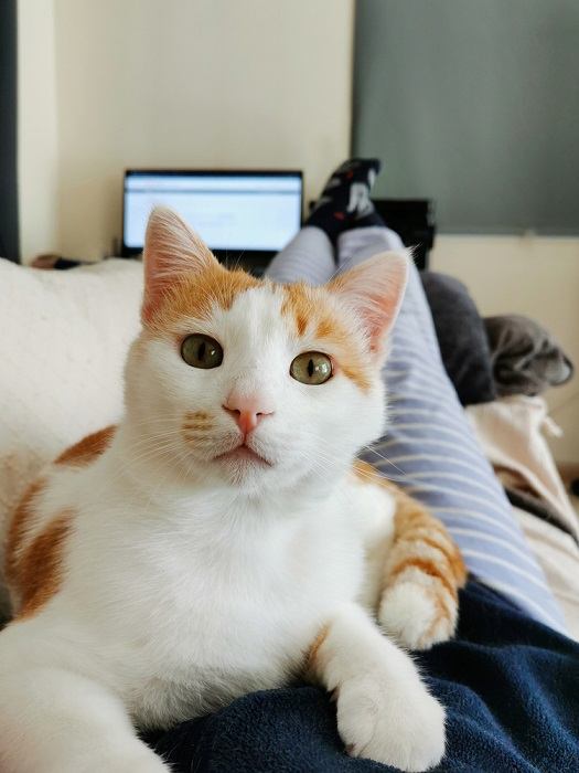 A content orange tabby cat lying peacefully on a person's chest, enjoying a moment of warmth and companionship.