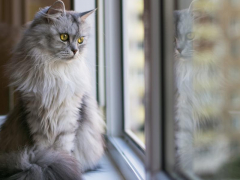 A cat looking out of a window, observing the outside world with curiosity.