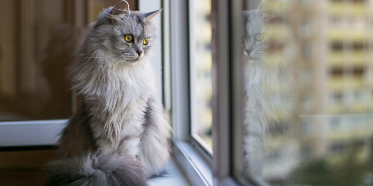 A cat looking out of a window, observing the outside world with curiosity.