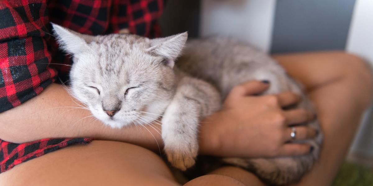 A heartwarming moment between a cat and a human, as they share affectionate interaction and companionship.