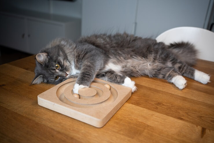 Energetic cat gleefully playing on a table, showcasing its agility and enthusiasm in exploring its environment.