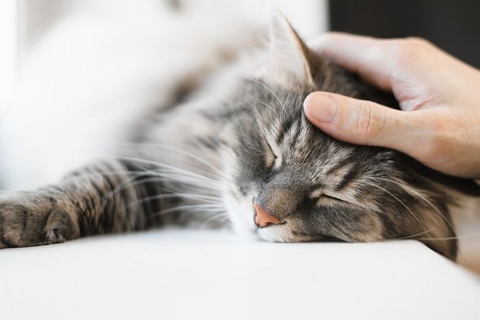 The image captures a cat peacefully asleep, showcasing their ability to find comfort and relaxation in their surroundings.