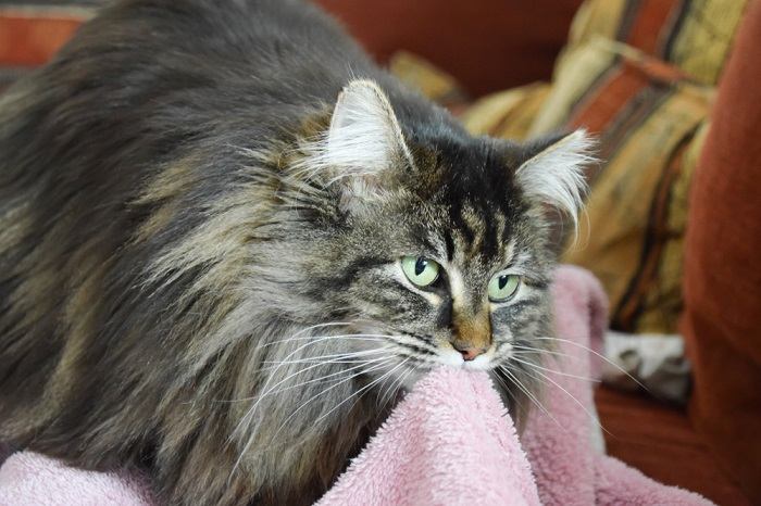 Image depicting a cat engaged in a soothing act of sucking on a blanket, reminiscent of kitten behavior and comfort-seeking.