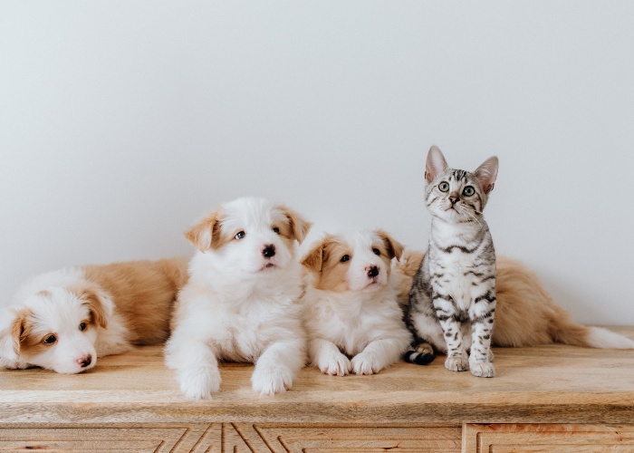 Inclusive image depicting a cat comfortably coexisting with a group of dogs.