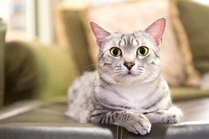 Relaxed Egyptian Mau cat in a compressed image, embodying comfort and contentment.