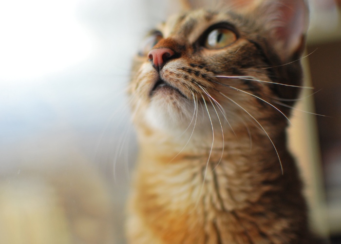 A close-up of a cute cat's nose, showcasing the unique and adorable features of feline facial anatomy.