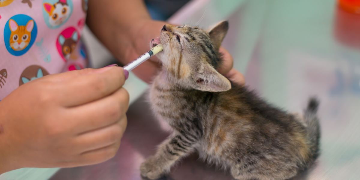 Deworming cats.