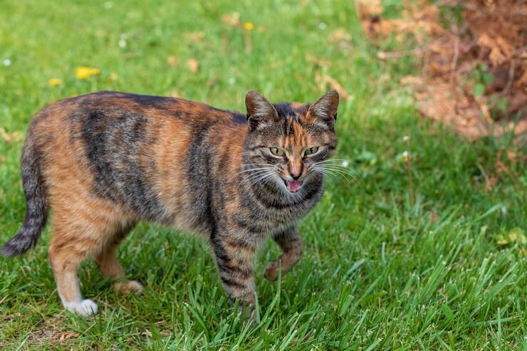 Photo capturing a cat playfully feigning a limp, showcasing their clever and entertaining antics in seeking attention and interaction.