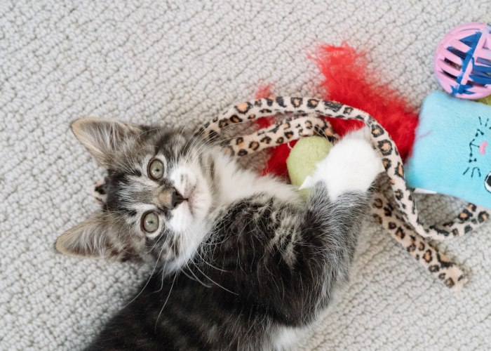 Young kitten enthusiastically playing with a colorful toy.