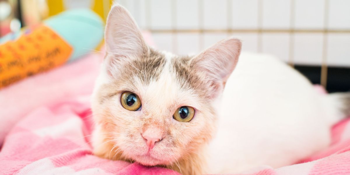 kitten with cerebellar hypoplasia