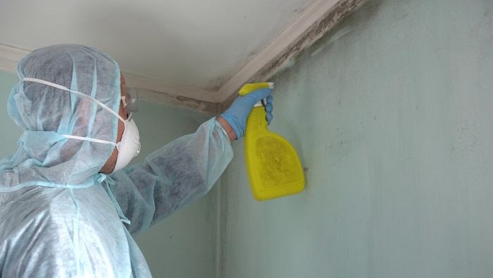 An image illustrating the process of cleaning mold, emphasizing the importance of maintaining a safe and healthy environment for both humans and cats.