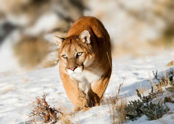 Snapshot capturing a mountain lion in the midst of a hunting moment, demonstrating the fierce and determined nature of this apex predator.