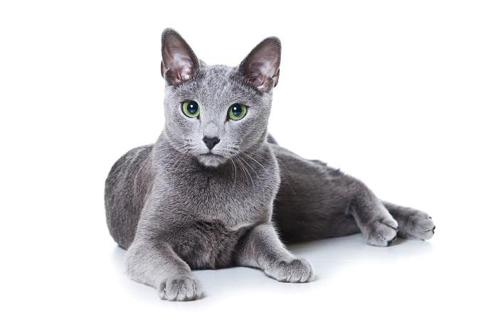 Image of a Russian Blue cat, known for its beautiful gray-blue coat and striking green eyes, sitting regally and exuding an air of elegance and sophistication.