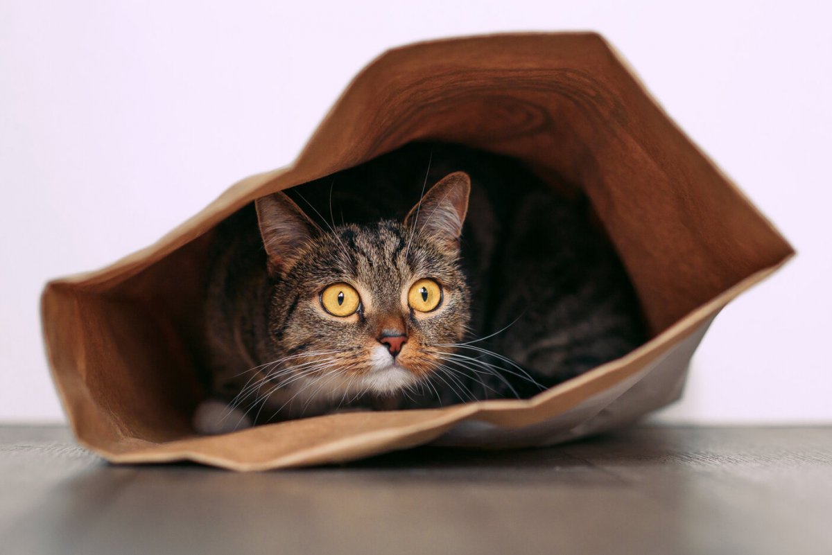 Curious cat exploring a crinkly object, displaying typical feline fascination with textures and sounds. 