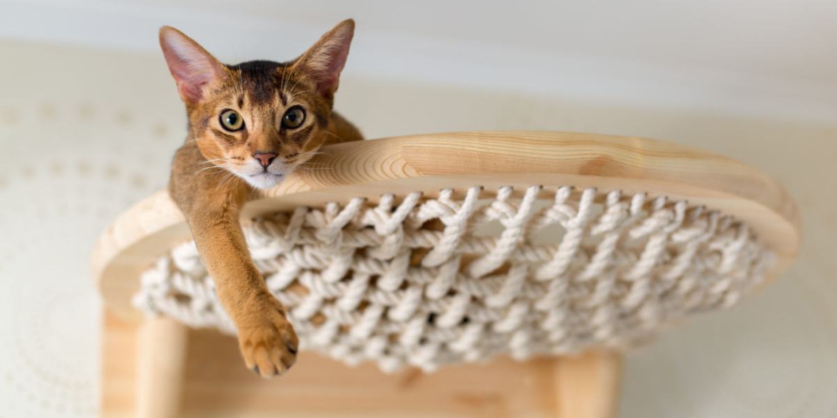 Close-up of an Abyssinian cat on wooden stairs, capturing its curious and adventurous spirit