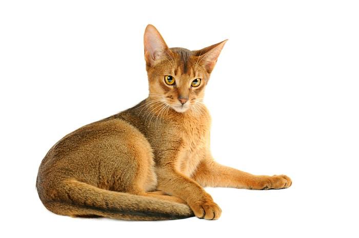 Abyssinian Cat looking