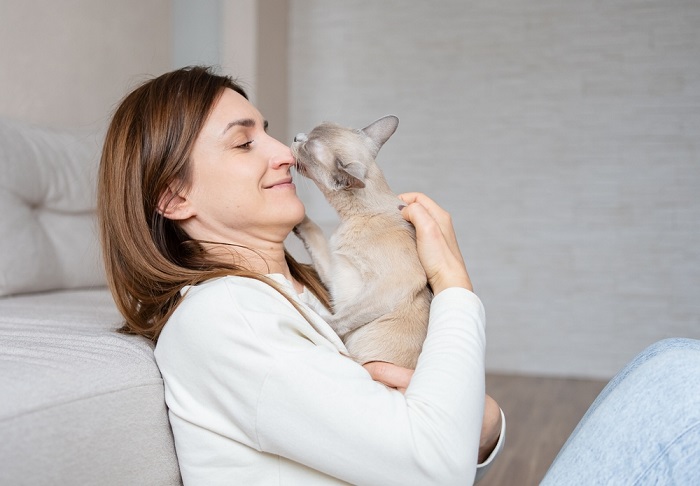 Adorable moment of a cat showing affection to its owner, nuzzling and cuddling with them.