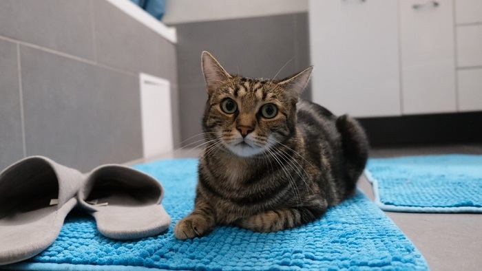 cat on rug