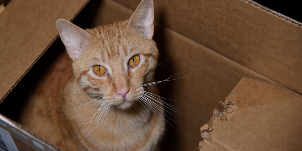 Cat chewing on cardboard