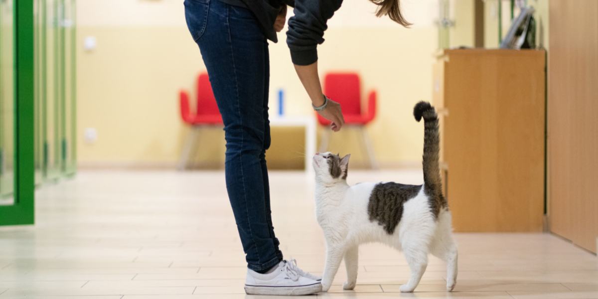 A cat following its owner, displaying affection and companionship by staying close.