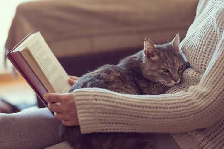 An image capturing the serene beauty of a cat in the midst of purring, showcasing the cat's blissful expression and possibly the gentle vibration in its throat, underscoring the calming and contented essence of feline purring.