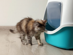 Cat scratching the sides of the litter box.