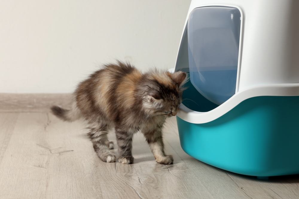 Cat scratching the sides of the litter box.