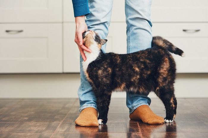 The image likely captures a cat displaying curiosity.